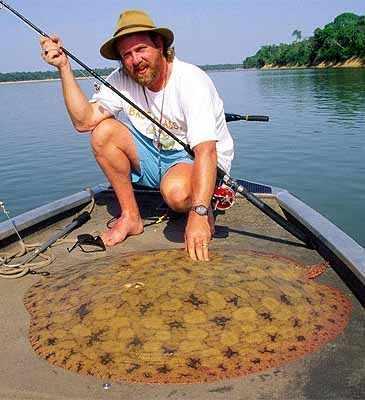 Record photograph for Paratrygon aiereba